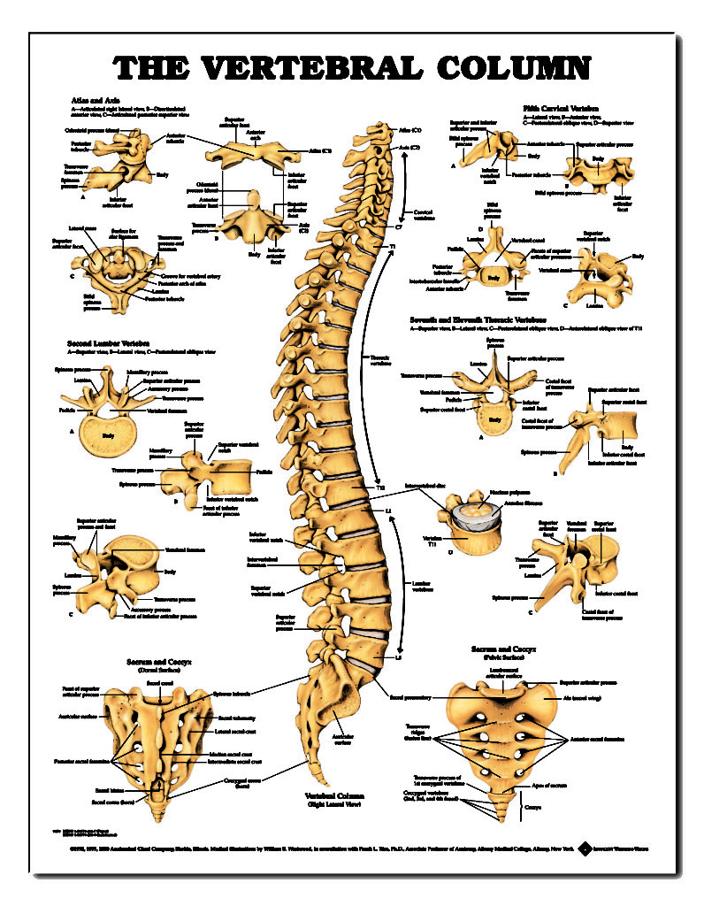 Vertebral Column For Classes Not Masses