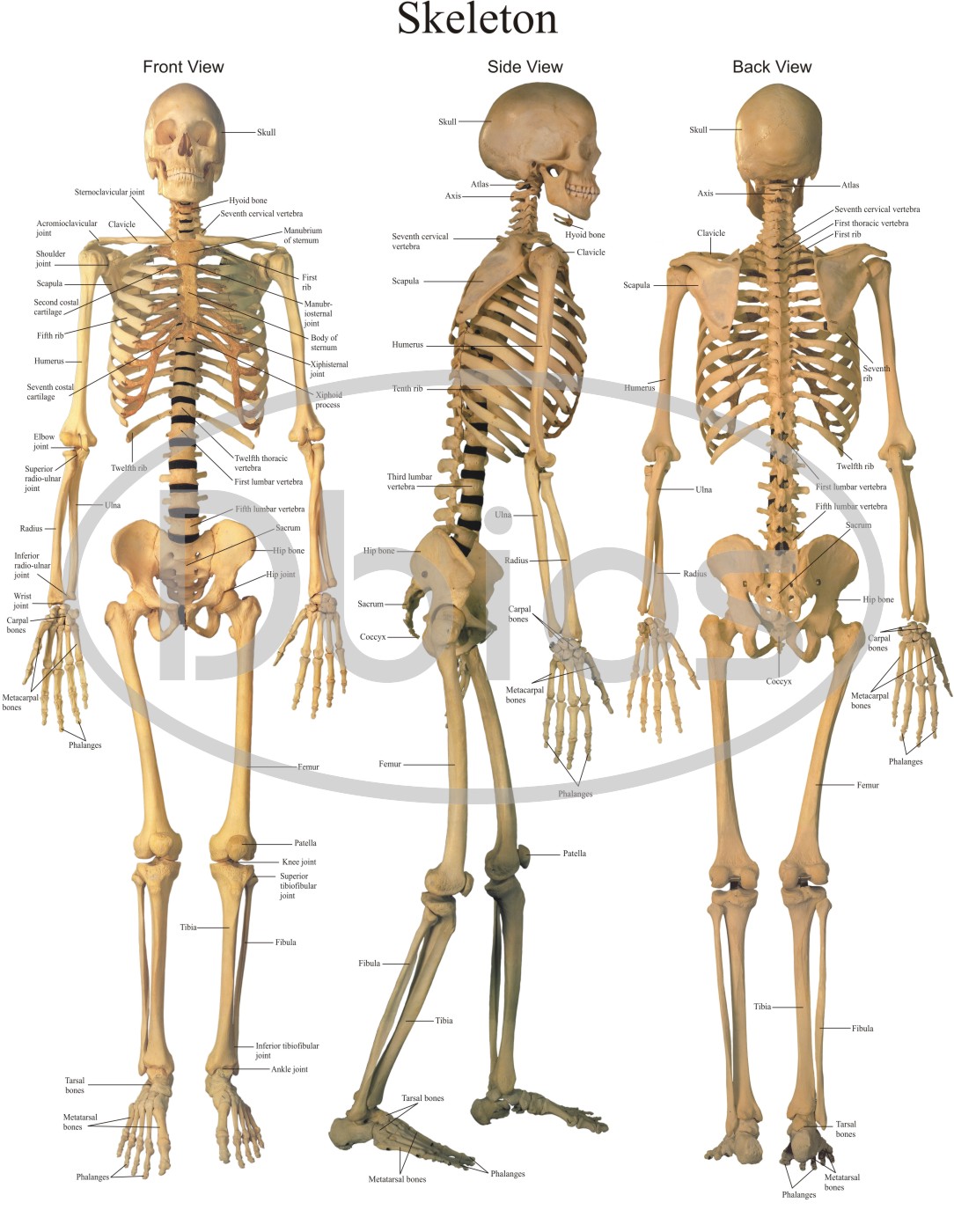 Anatomy Charts – For Classes, Not Masses