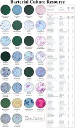 microbiology-slides-250x250