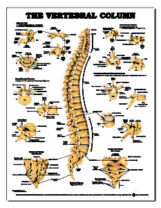 Vertebral Column – For Classes, Not Masses