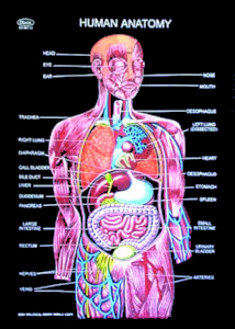 Human Charts – For Classes, Not Masses