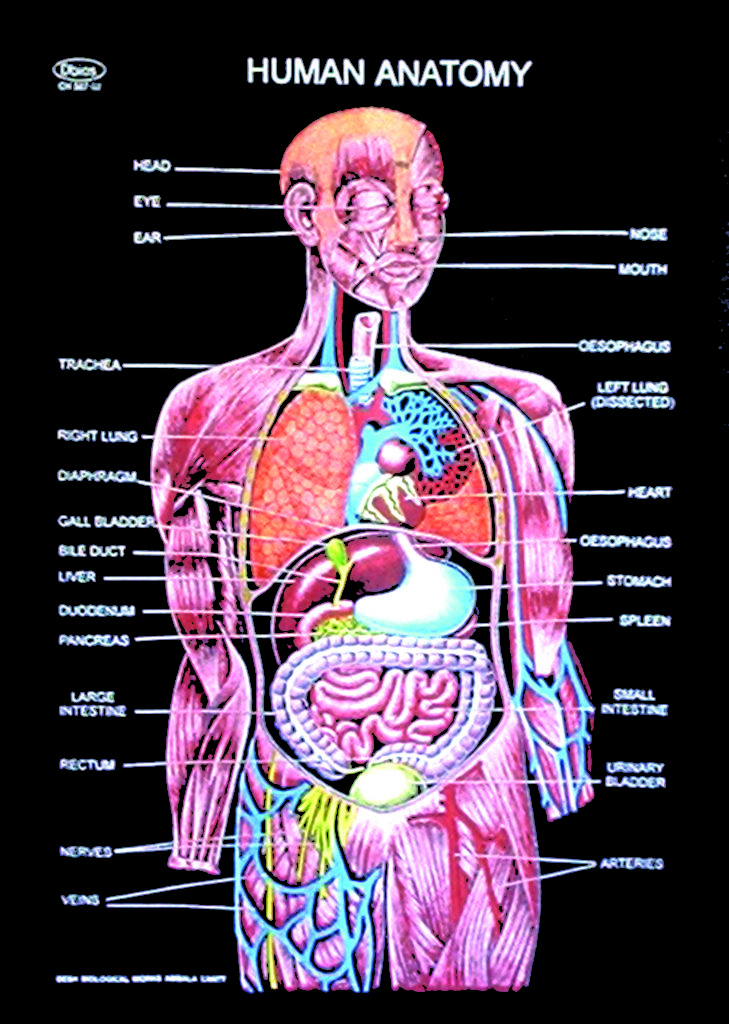 a map of human organs